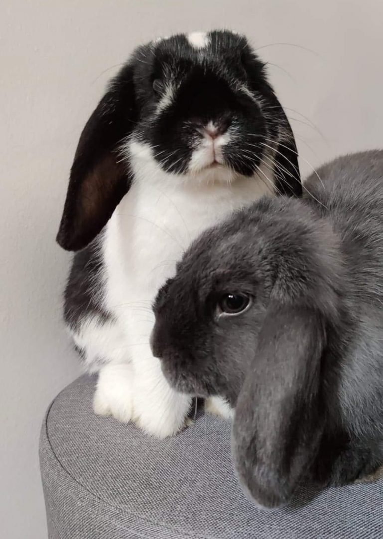 Photo de deux lapins