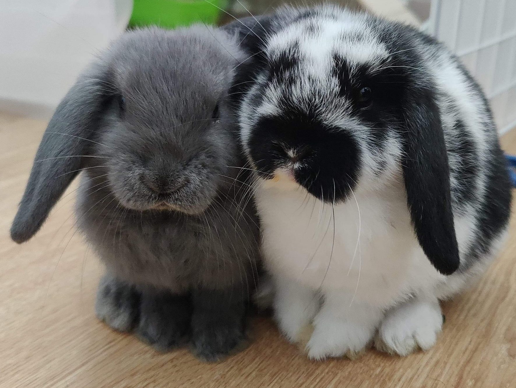 Photo de deux lapins